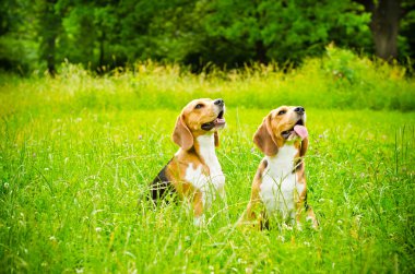 iki beagle