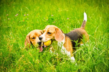 iki beagle