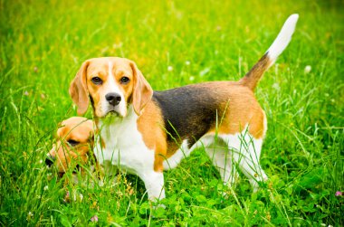 iki beagle