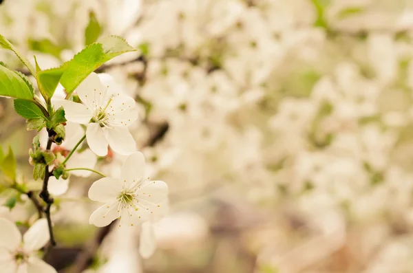 Vackra Blommande Knoppar Trädet — Stockfoto