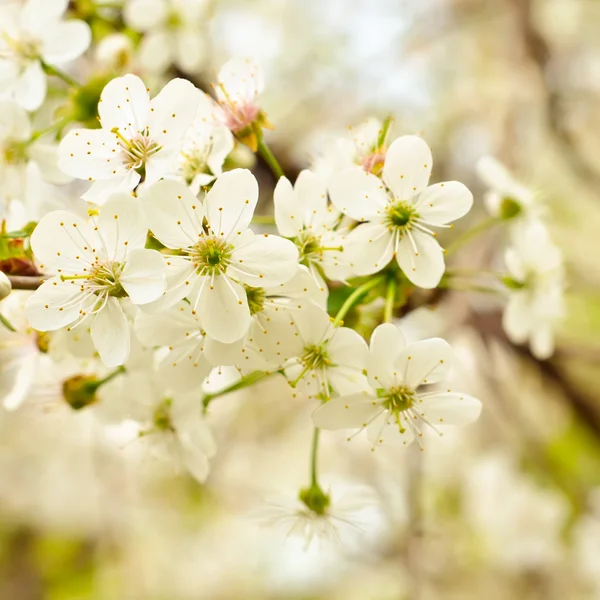 Blommande knoppar — Stockfoto