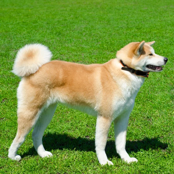 Akita cão — Fotografia de Stock