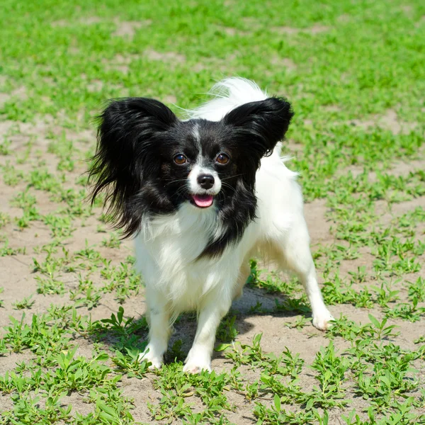 Brinquedo continental spaniel — Fotografia de Stock