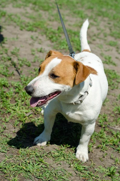 Jack russell terrier — Stockfoto