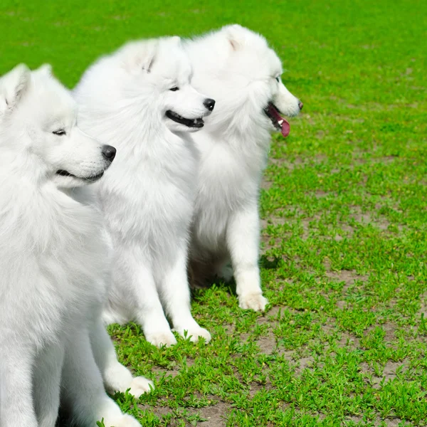 Cão de Samoyed — Fotografia de Stock