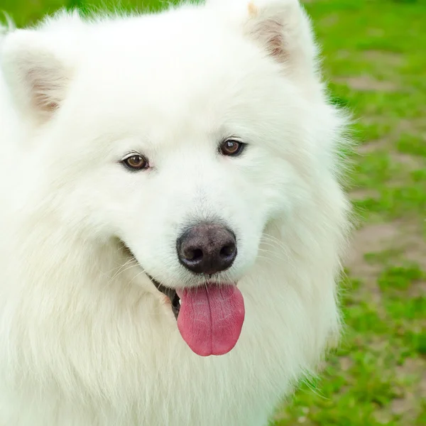 Samojed hund — Stockfoto