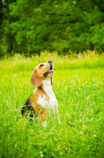 Beagle hond — Stockfoto