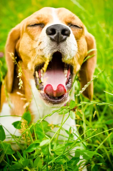 Beaglehund — Stockfoto