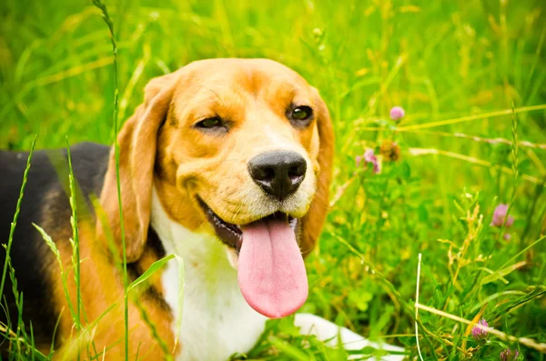 Beagle hond — Stockfoto