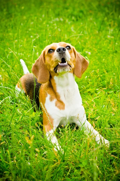 Beagle hund — Stockfoto