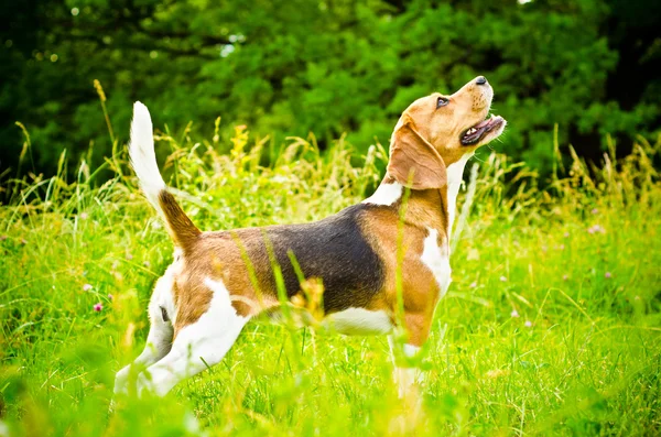 Beagle hond — Stockfoto