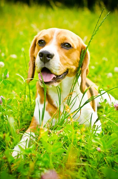 Beagle hond — Stockfoto