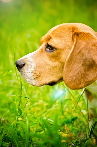 Beagle hond — Stockfoto