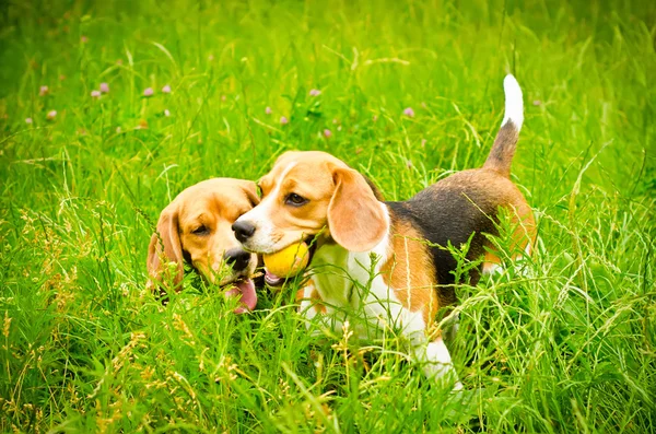 Två beagle — Stockfoto