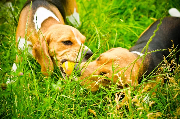 Two beagle — Stock Photo, Image