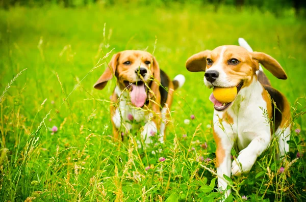 Dos beagle — Foto de Stock