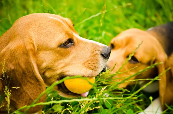 Två beagle — Stockfoto