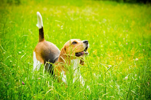 Beagle hond — Stockfoto