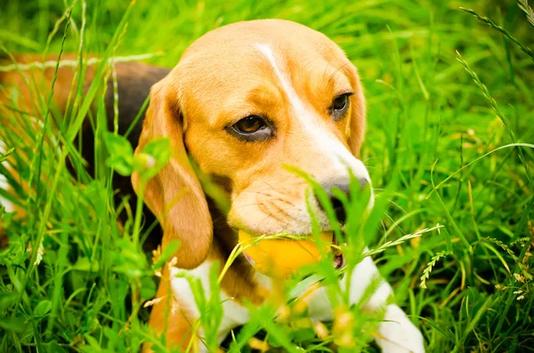 Beagle hond — Stockfoto