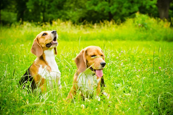 Twee beagle — Stockfoto