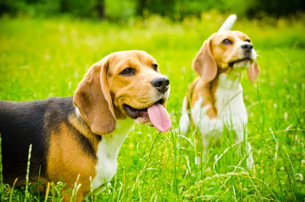 Två beagle — Stockfoto