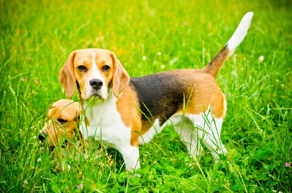 Zwei Beagle — Stockfoto