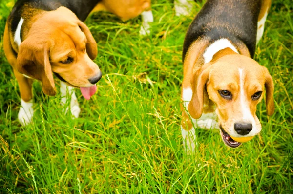 Zwei Beagle — Stockfoto