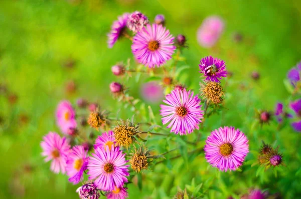 Piękne Purpurowe Kwiaty Ogrodzie — Zdjęcie stockowe