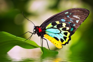 Erkek Birdwing kelebek (Ornithoptera euphorion)