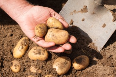 el tutarak taze patates