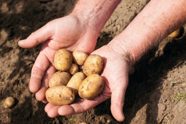 taze patates tutan eller