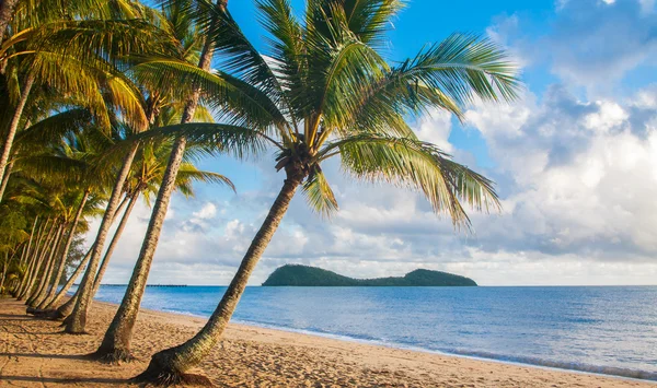 Тропический пляж с пальмами — стоковое фото