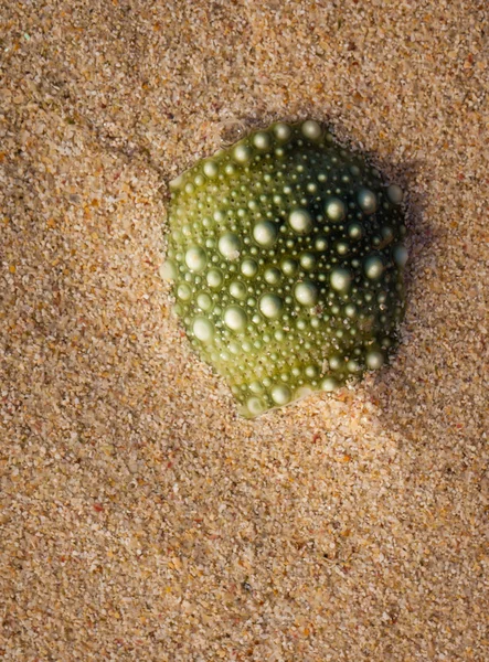 Zeeëgel shell in zand — Stockfoto