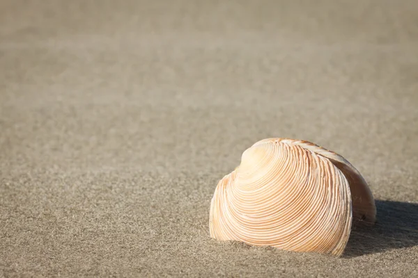 Zee-shell in zand — Stockfoto