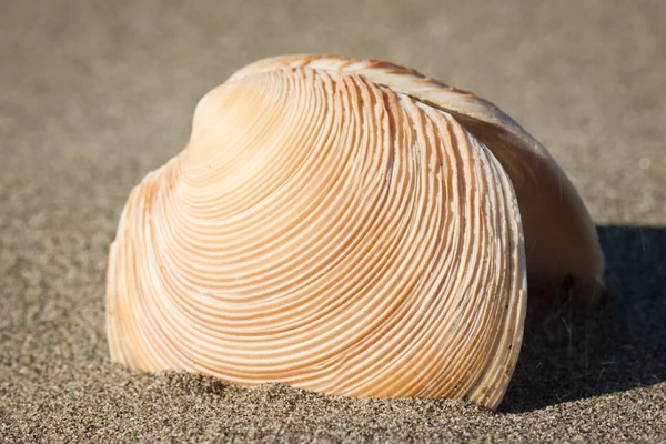 Close-up van zee-shell — Stockfoto