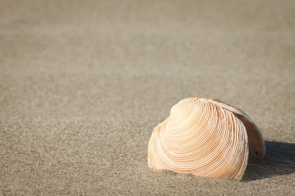 Θάλασσα-κέλυφος στην άμμο Εικόνα Αρχείου