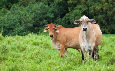 Cattle in Queensland Australia clipart