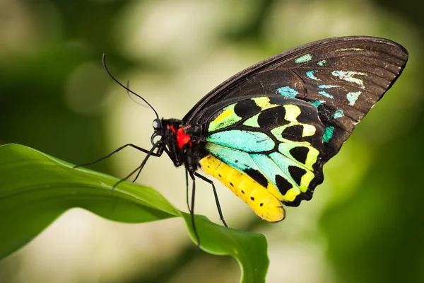 Mariposa ala de ave — Foto de Stock