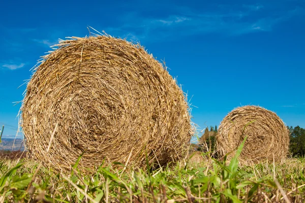 Hay bale rolls in a green field — Stock Photo, Image