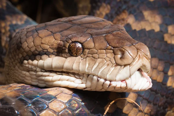 Μεγέθυνση της python φίδι — 图库照片