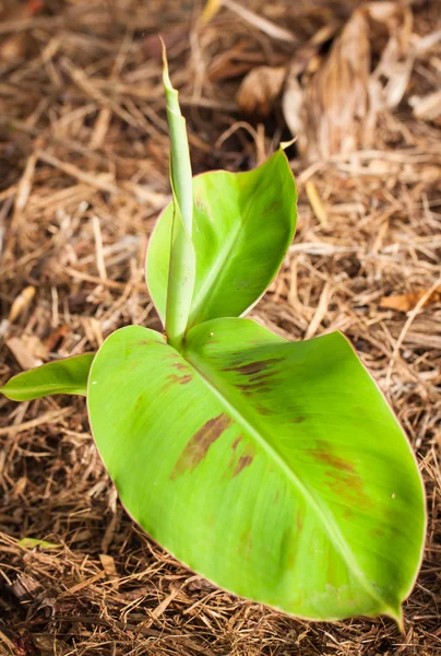 Close-up shot of young banana tree — Stock Photo, Image