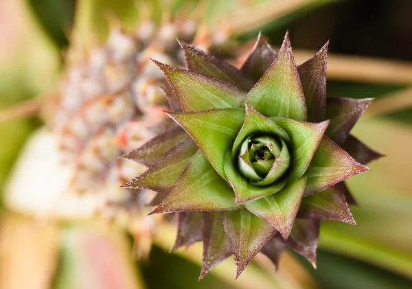 Close-up de abacaxi — Fotografia de Stock