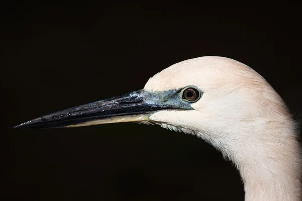 Close-up van zilverreiger — Stockfoto