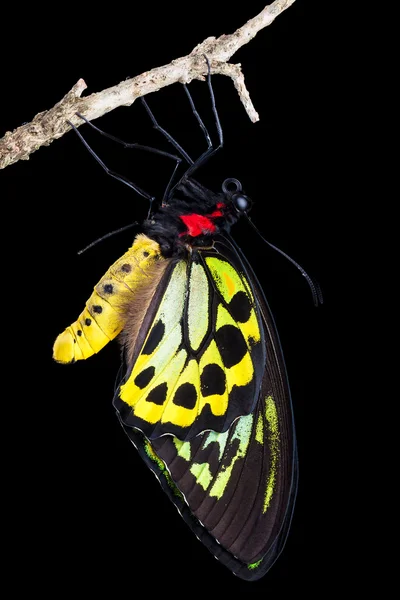 Férfi Cairns madárszárnyú pillangó — Stock Fotó