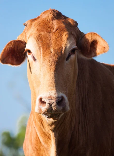 Close-up de vaca marrom — Fotografia de Stock