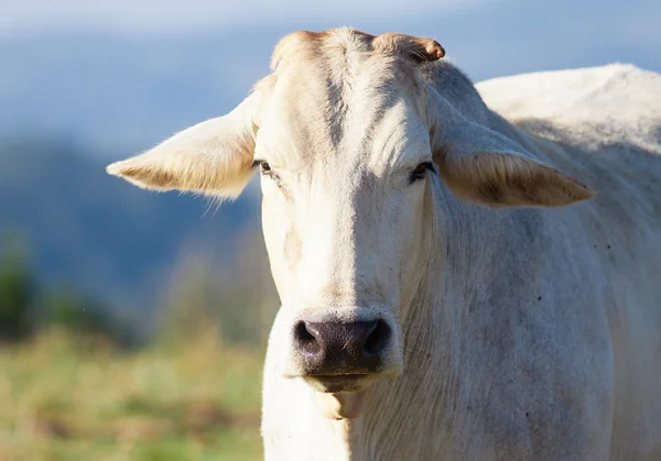 Close-up shot sapi — Stok Foto