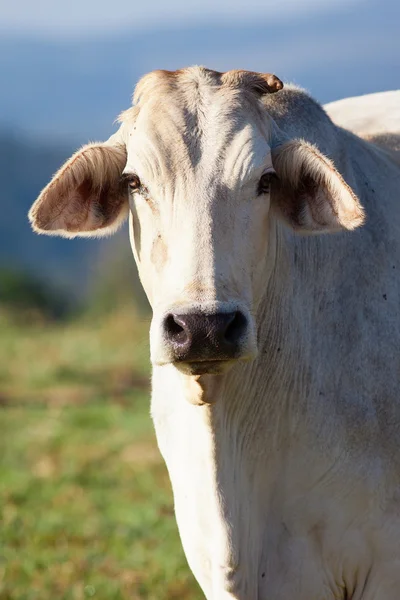 Közeli kép a tehén — Stock Fotó