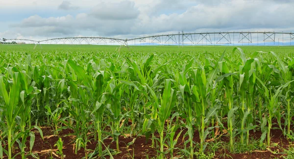 Cultivo de maíz dulce en Australia Fotos de stock libres de derechos