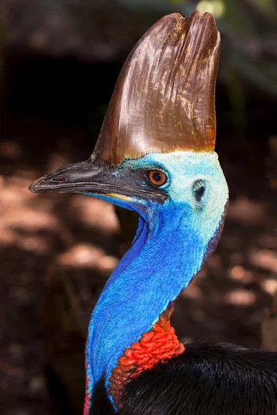 Avustralya flighless kuş, cassowary portresi