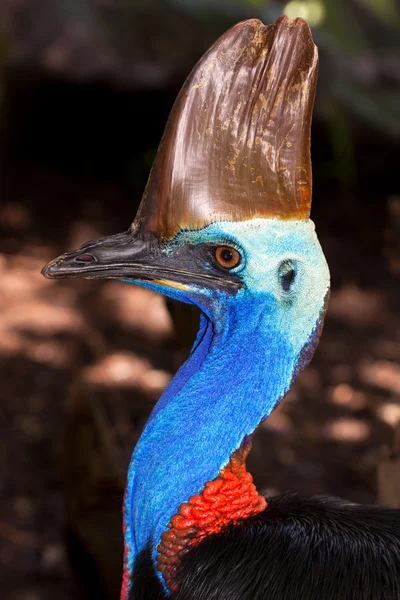 Portrait de l'oiseau australien sans vol, le Cassowary — Photo